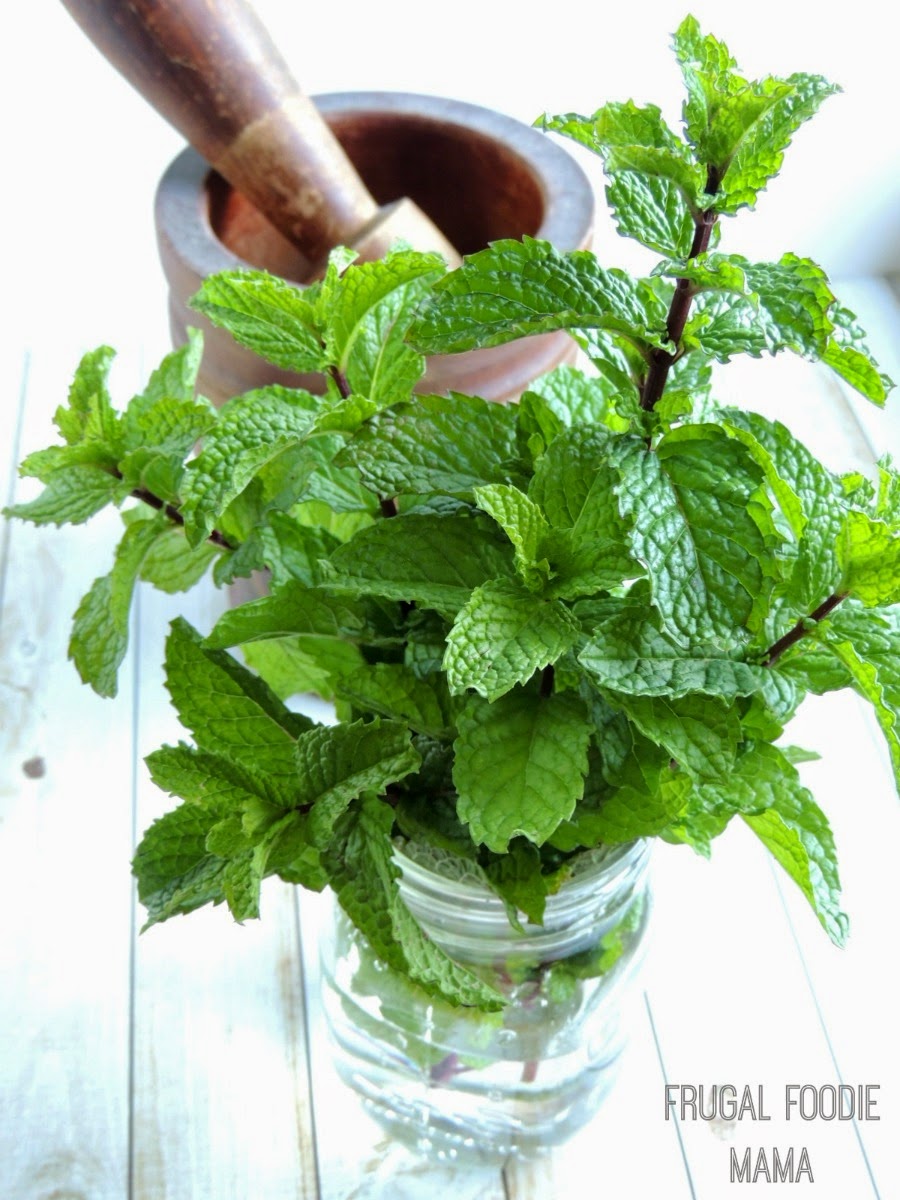 Easy Homemade Mint Extract via thefrugalfoodiemama.com - the perfect way to preserve that fresh garden mint!