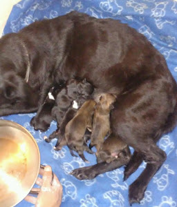 Harley and her 7 puppies