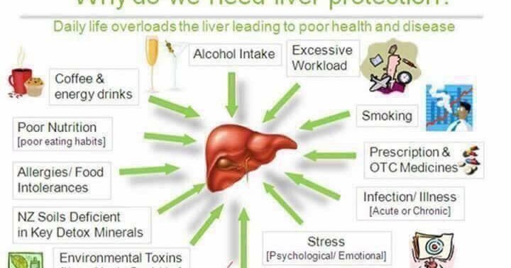 liver function enzymes