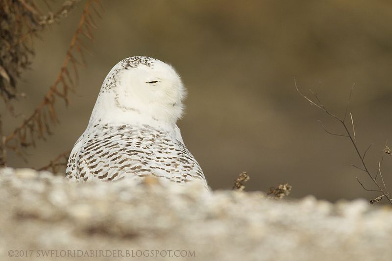 Snowy Owl At Long Beach Connecticut Focusing on Wildlife