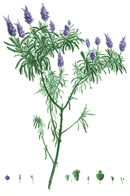 free lavender flower clip art - photo #33