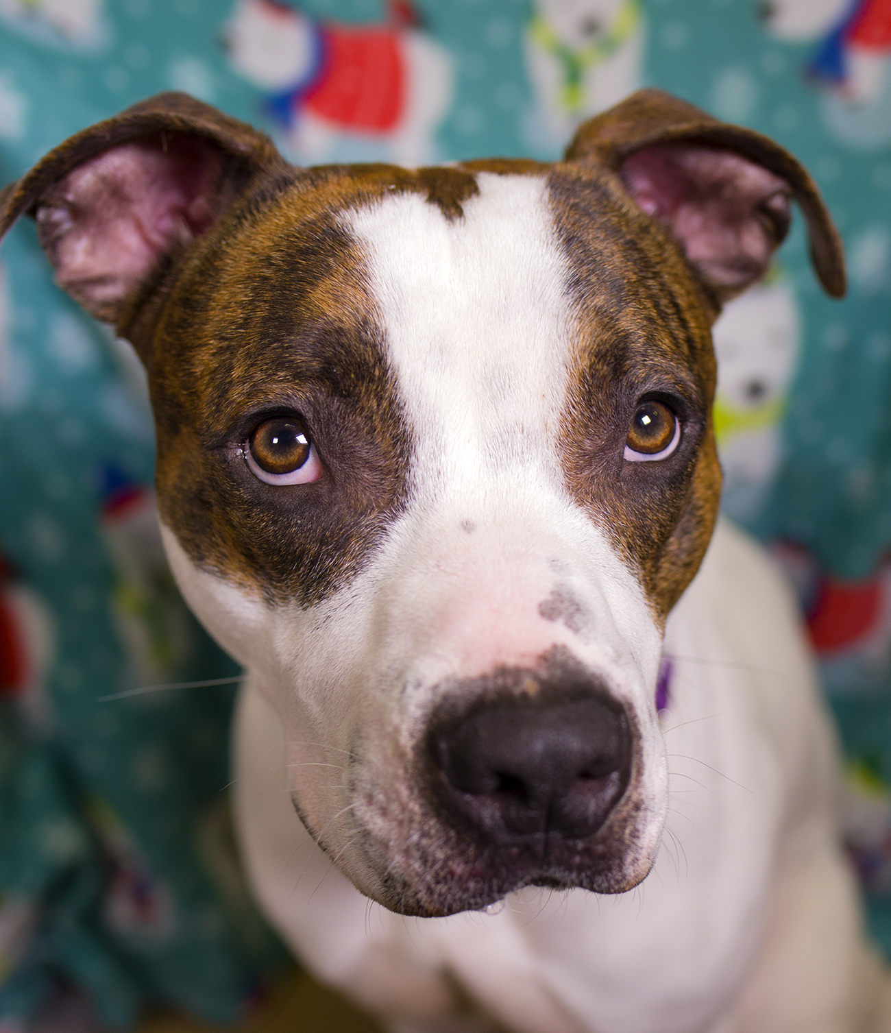 Shelter Dogs of Portland "MUGSY" big lap dog