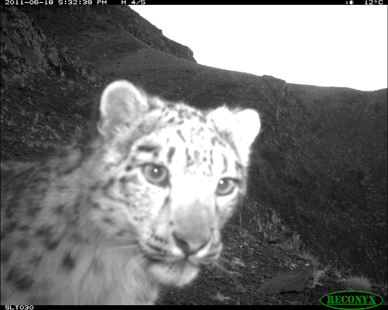 Vote online to help protect snow leopards