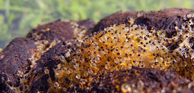 coprophile Pilobolus fungi on dung