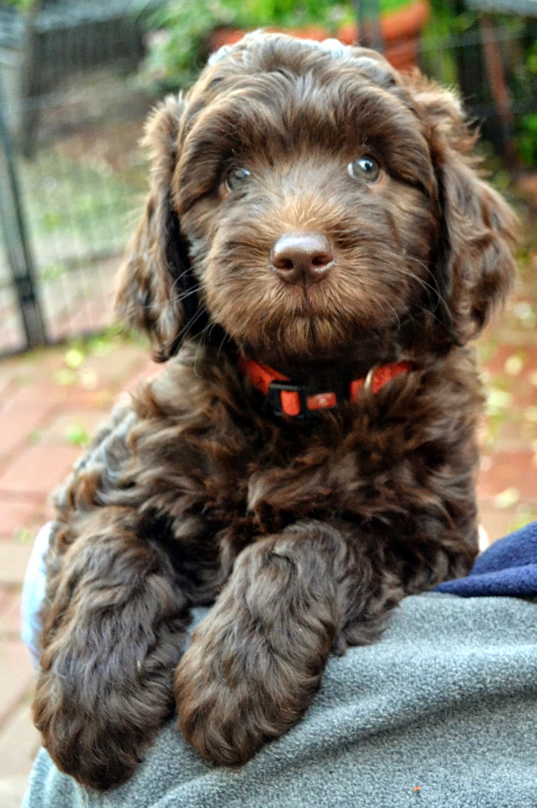 Golden Gate Labradoodles Authentic Australian Labradoodles Chocolate