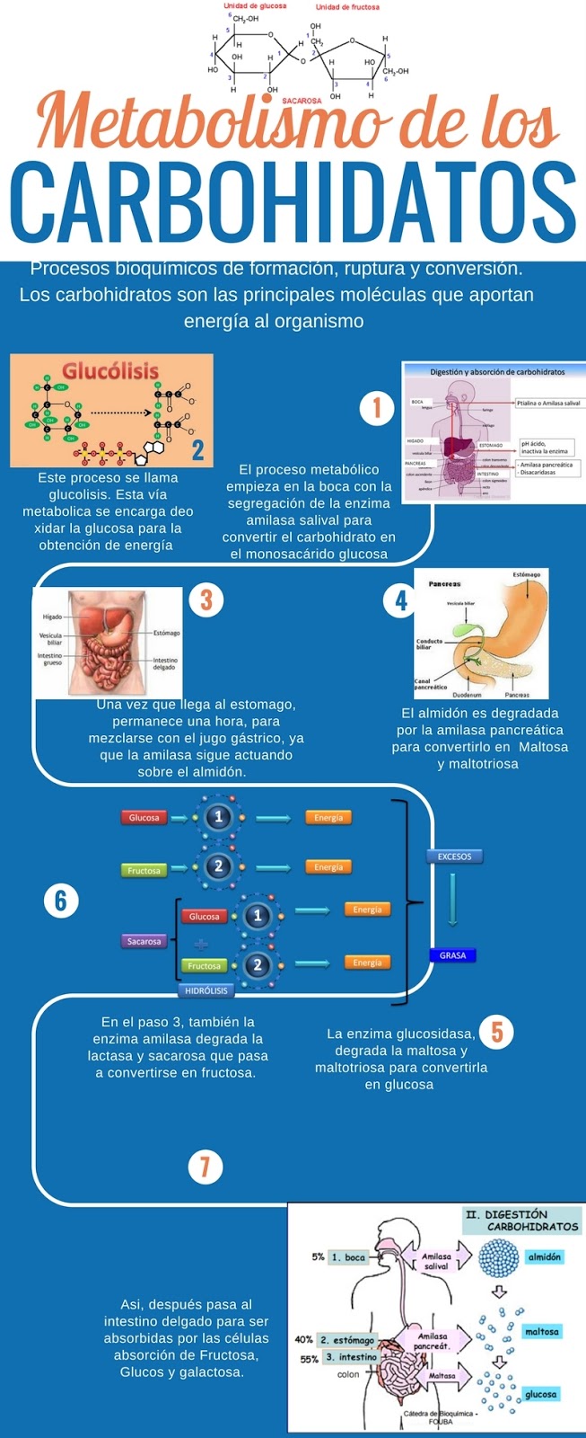 Metabolismo de los Carbohidratos BITÁCORA DE