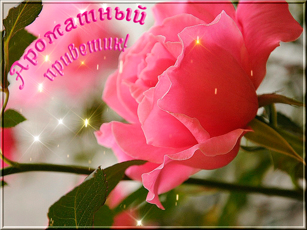 Восхитительно видео. Прекрасного настроения цветы. Добрый день очень красивые. Хорошего дня с цветами. Отличного настроения розы.