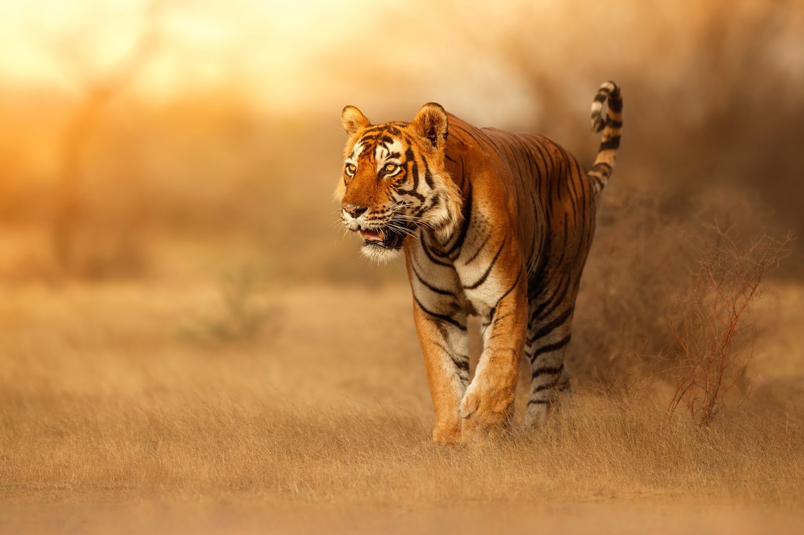 David Attenborough's Wild City would have loved to capture footage of wild natural beasts of the jungles of Singapore.