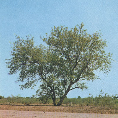 vinal Prosopis ruscifolia