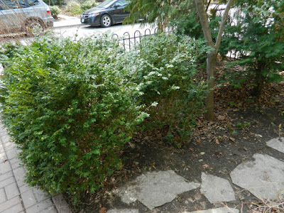 MacPherson Avenue front garden makeover before by Paul Jung Gardening Services Toronto
