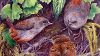 http://sciencythoughts.blogspot.co.uk/2015/04/scytalopus-perijanus-new-species-of.html