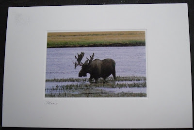 moose postcards