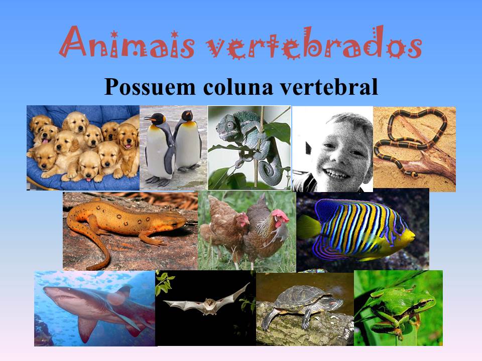 Professora Valdete Cantú Animais Vertebrados e Invertebrados