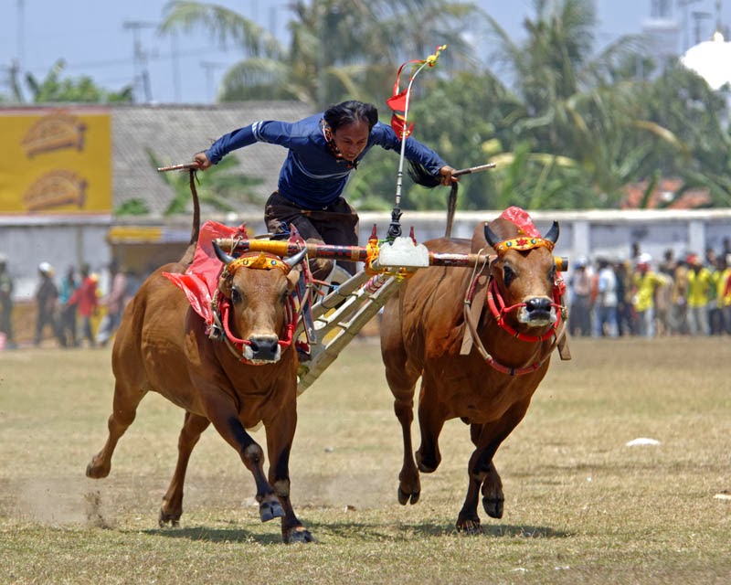 Alam Madura: Bull Race (Karapan Sapi)