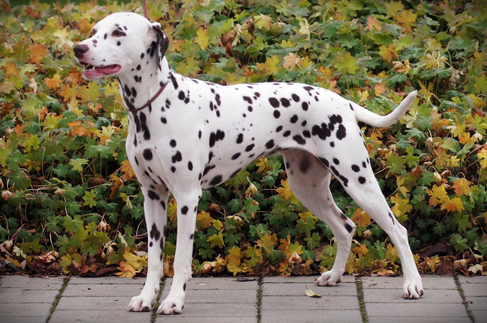 HerzfleckDalmatiner.de Januar 2018