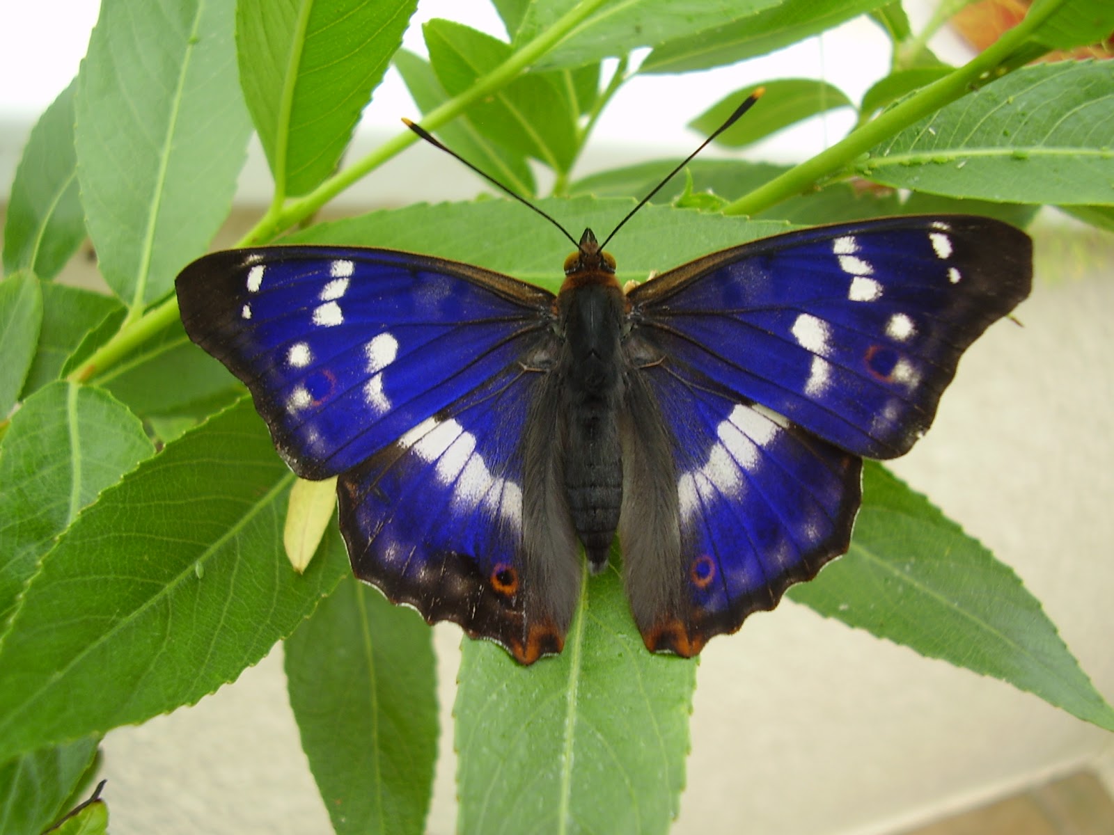 World All Animals Purple Emperor