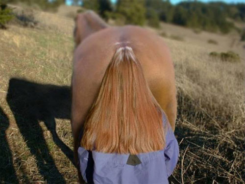 Perfectly timed photo horse hair