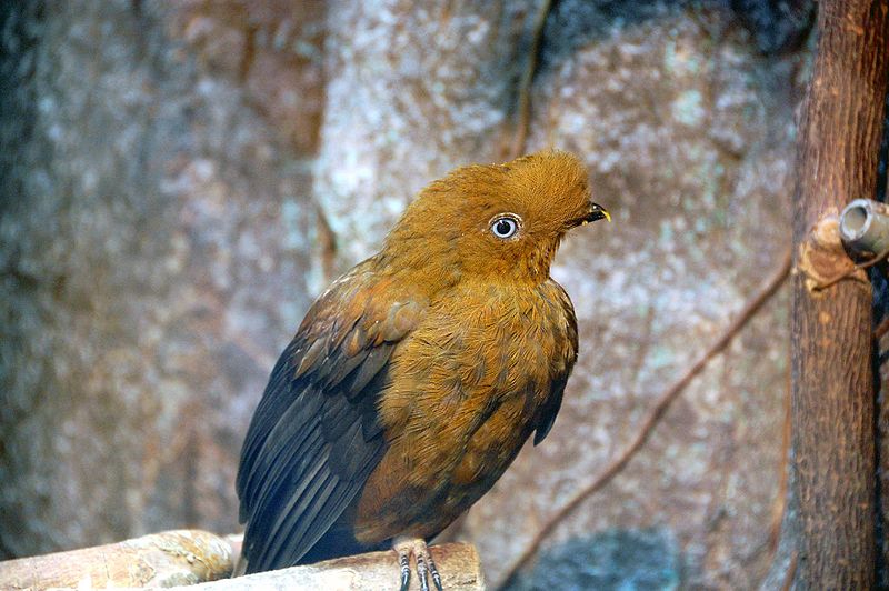 Птицы Перу Фото И Названия