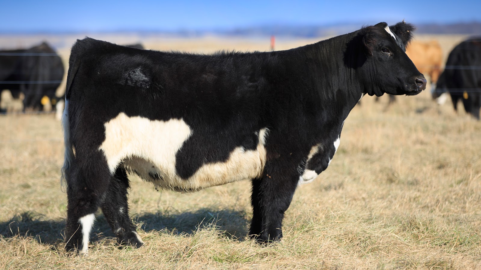 RCC Blog A Few of the Sale Highlights in ster Cattle Co. Sale Dec 27th on SteerBidder