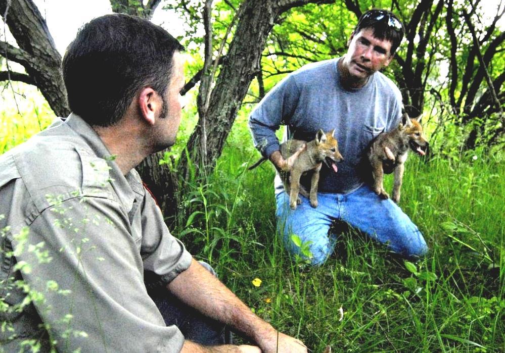 Coyote Attacks On Humans Will A Coyote Attack A Human