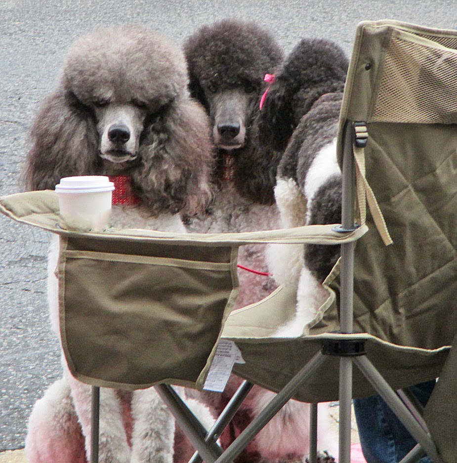Carmel Poodle Day