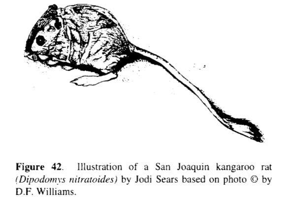 Group 9: Fresno Kangaroo Rat - Jacob Lafarga