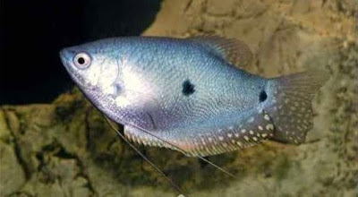 GURAMI AZUL GURAMI AZUL