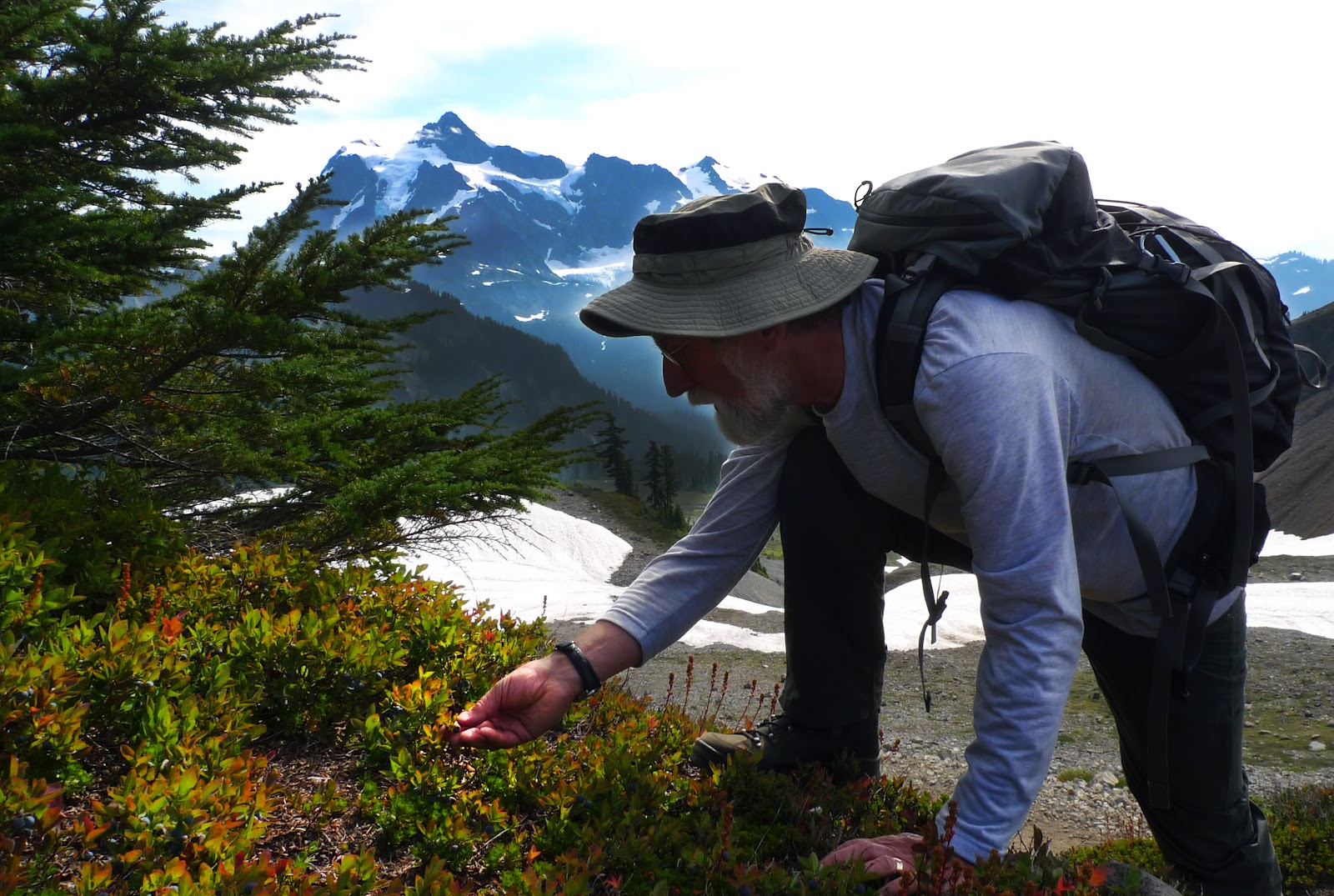 Wild Harvests "Wild Blueberries," the Mountain Provides!