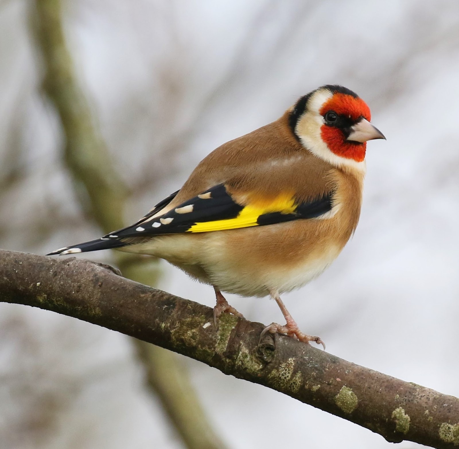 We Bird North Wales Recent Anglesey and North Wales Bird news and Photos