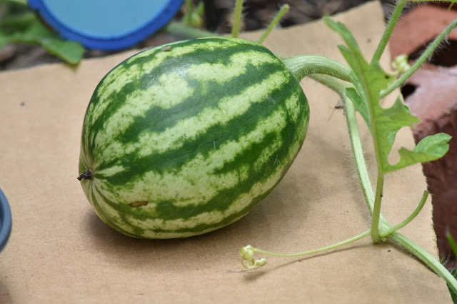 Watermelon- developing fruit