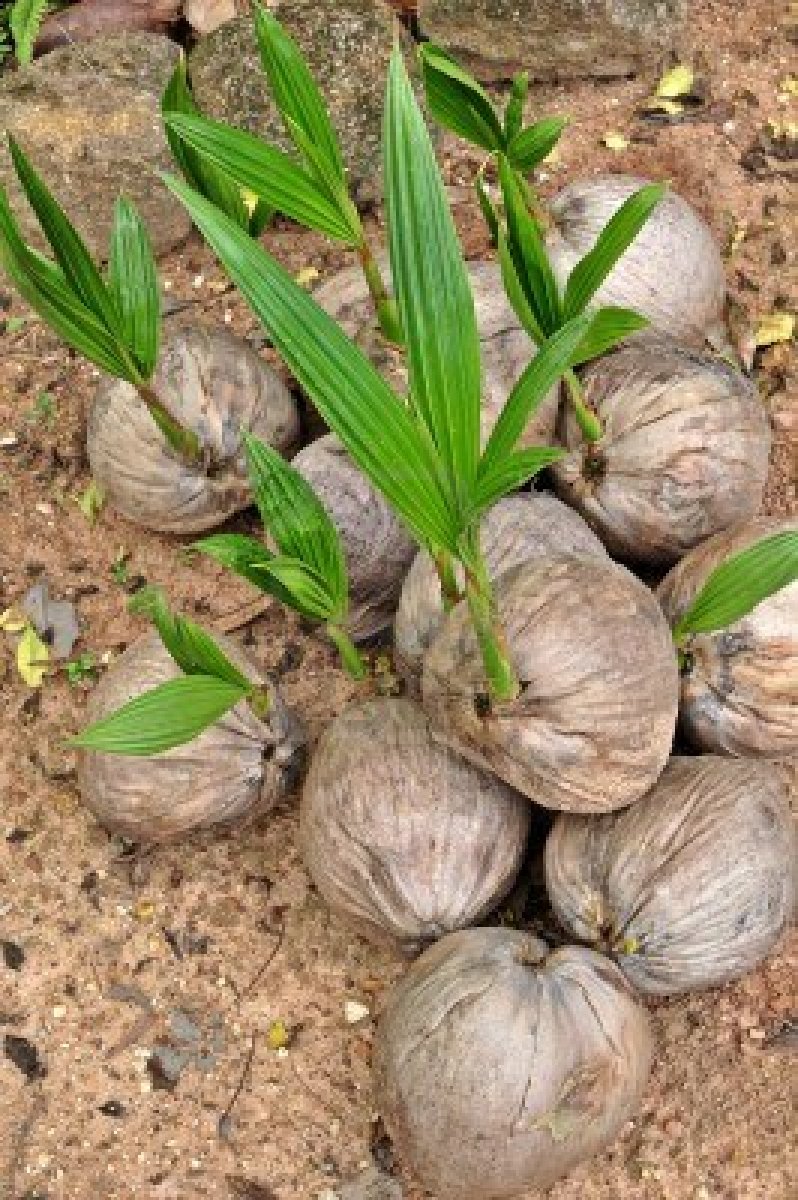 Did You Know You Can Eat Coconut Sprouts? island wench