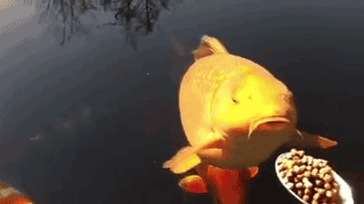 Koi pond office gif - Image 5