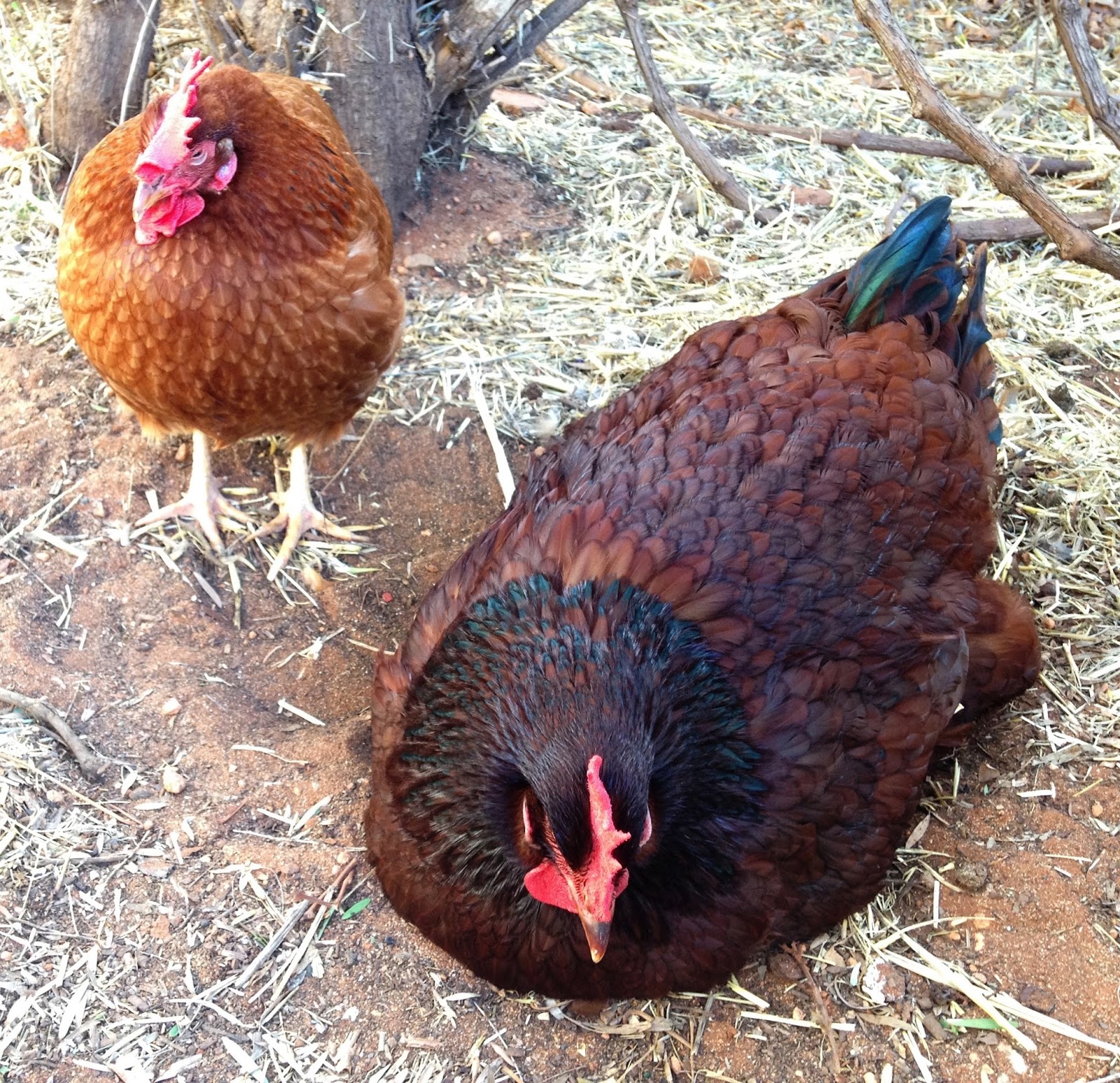 2 Happy Hens The Eyes Have It