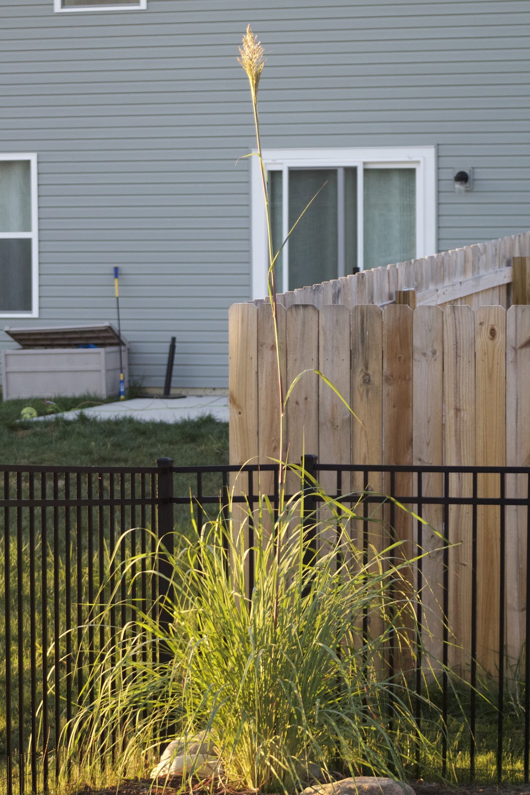 Hardy Pampas Grass Season 2 [Backyard Neophyte Landscaping Blog]