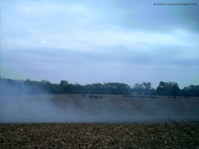 The photo is of a cloudy day in November in Tennessee. There is a cornfield that is brown from the corn being harvested and the remaining stubs of the corn has grown brown in the field. A gray mist blows across the field from right to left on the wind. It looks like a fog but it isn't. It is smoke from the gunfire from the soldiers beyond it partially obscured by the billowing smoke. This is the reenactment of the Battle of Spring Hill Tennessee an American Civil War Battlefield. by rosevinecottagegirls.com