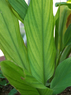  Kunyit siapa yang tidak tahu dengan salah satu rempah Manfaat Utama Daun Kunyit untuk Kesehatan
