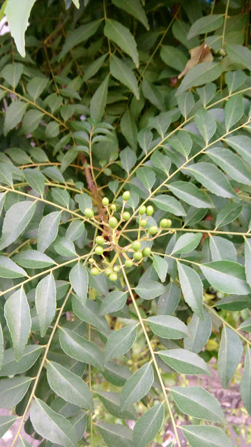 The Fruit of Curry leaf (Daun Kari) 