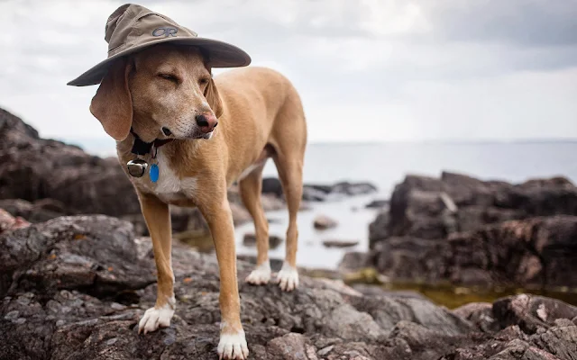 Hond met hoed