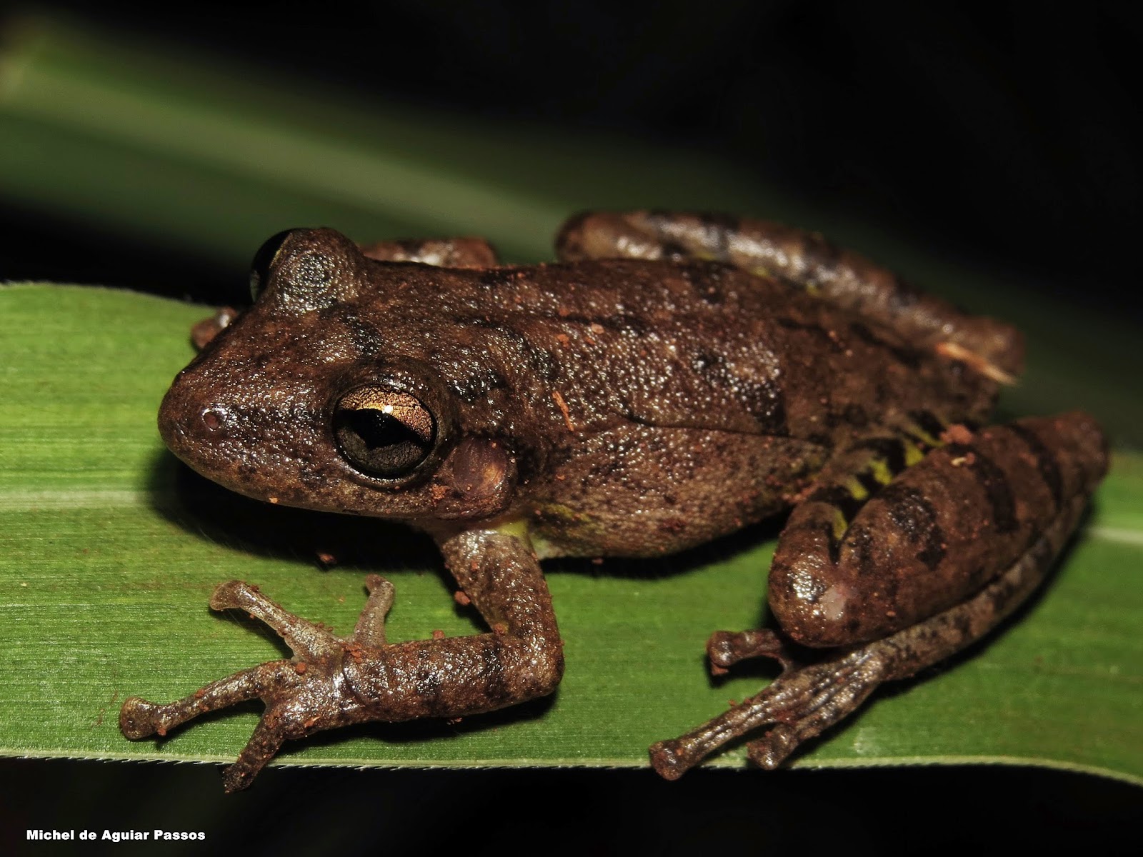 Herpetolife (Inicio) Scinax fuscovarius (A. Lutz, 1925).