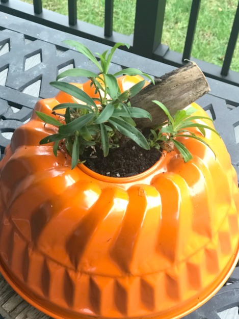 DIY Pumpkin Planter