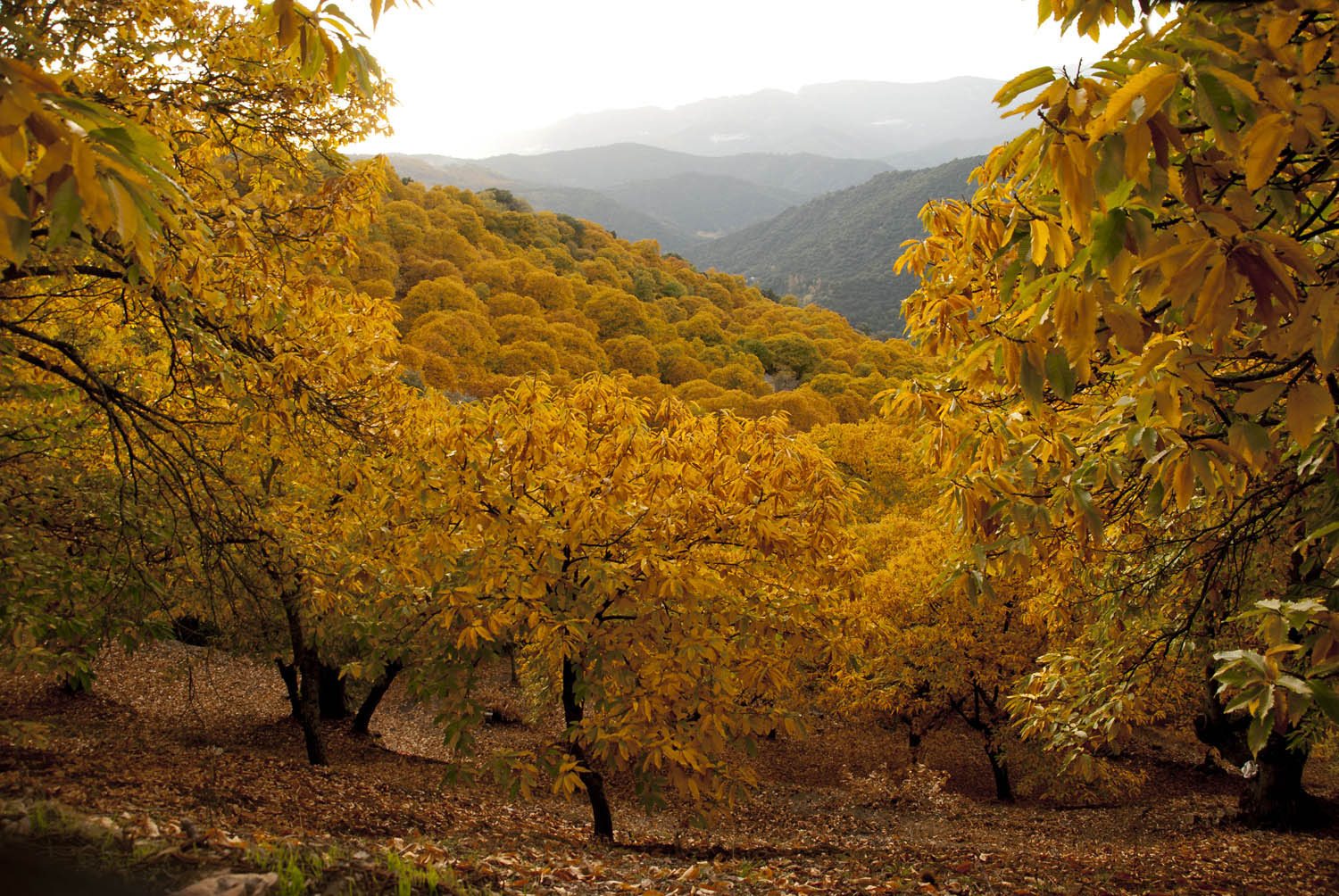 Mis Rutas Fotográficas Otoño en el Valle del Genal