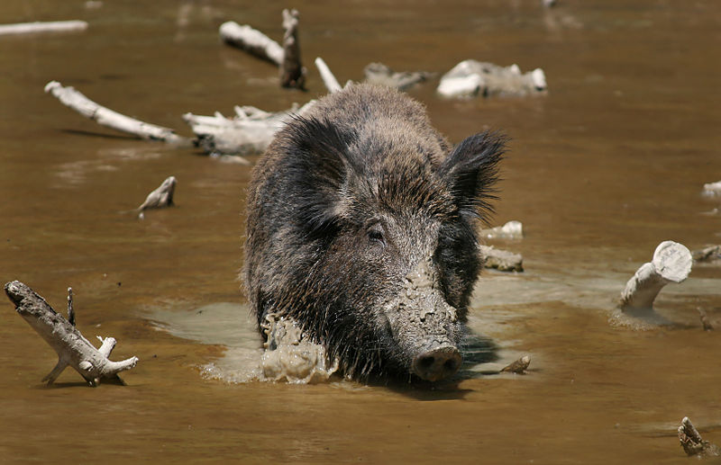 Mammals Animals: Wild Boar Habbitat 3