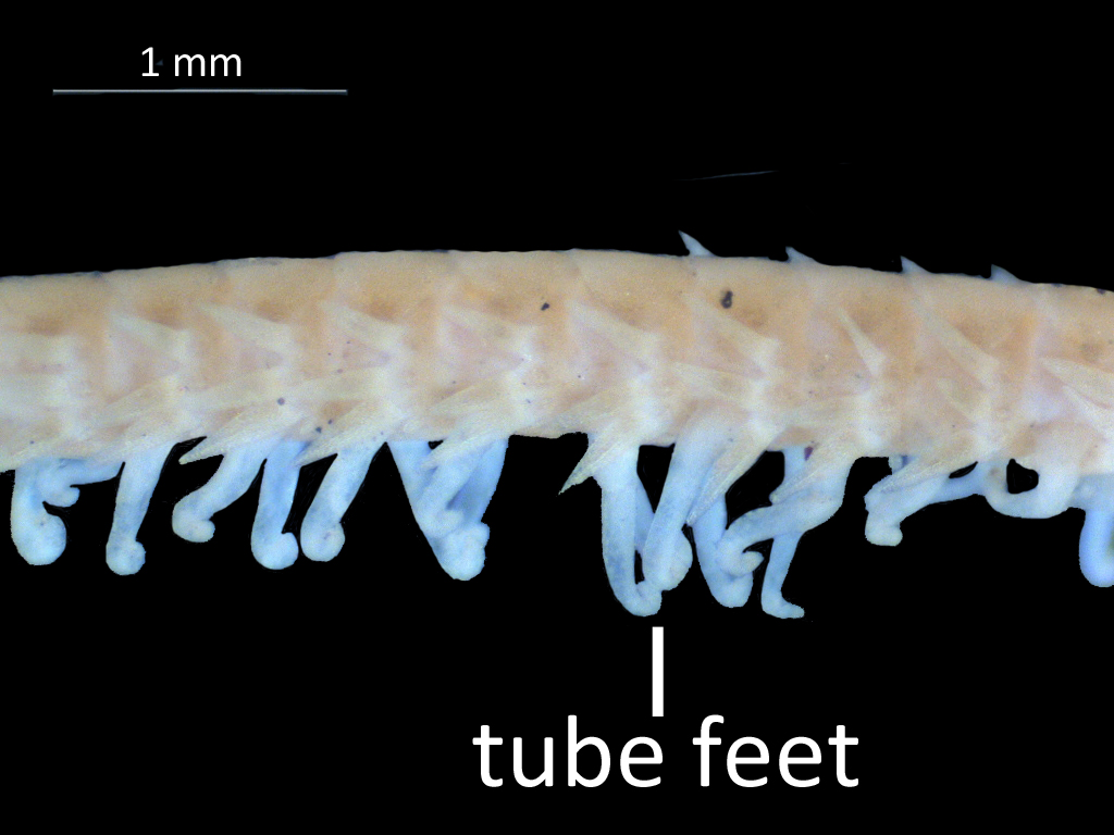 Washington Department of Ecology Eyes Under Puget Sound Critter of