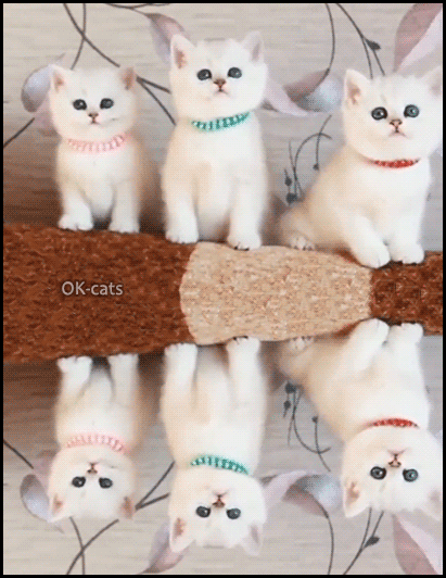 Art Cat GIF • Cinemagraph • 3 Adorable Kitties with collars boobing their heads in sync. But only 5 wiggly Kittens on 6. Art Cat GIF • Cinemagraph • 3 Adorable Kitties with collars boobing their heads in sync. But only 5 wiggly Kittens on 6.