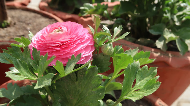 most-beautiful-flower-pictures most-beautiful-flower-pictures