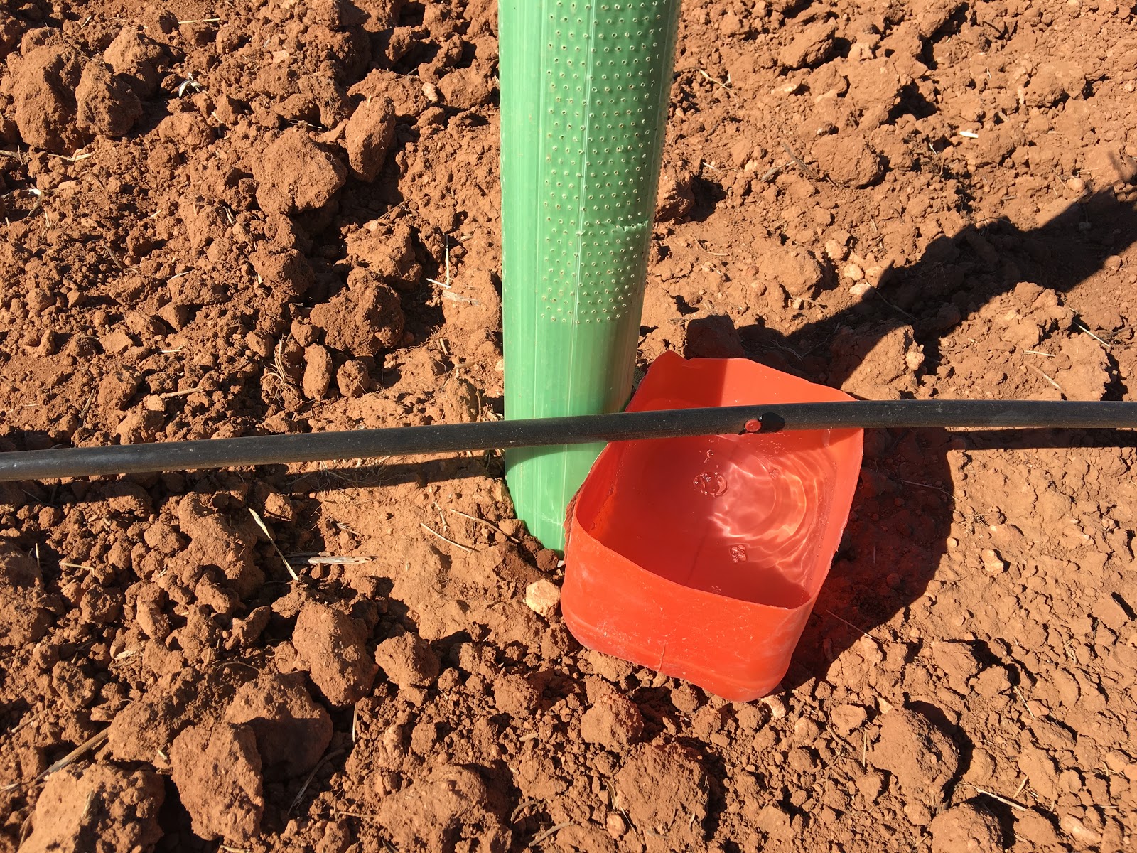 An original irrigation system for olive trees Earthenware jar