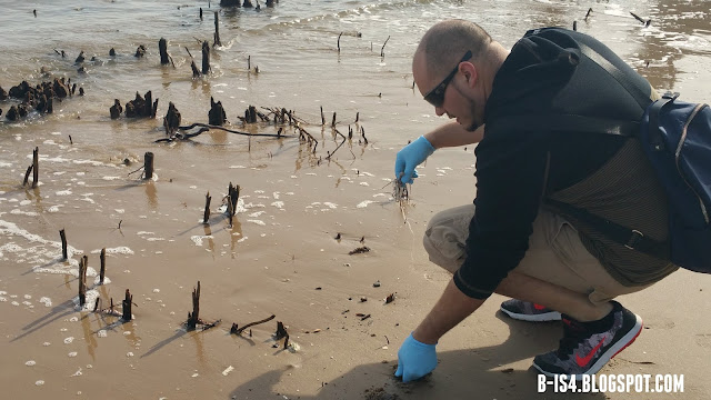 Big Talbot Island with UNF's Environmental Center Beach, Cleanup, Jacksonville