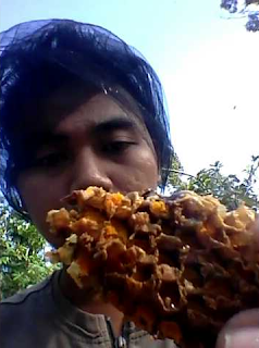 panen madu hutan surabaya