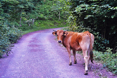Ruta Bezanes-Brañagallones. Caso ( Asturias ) Las Recetas de Noe
