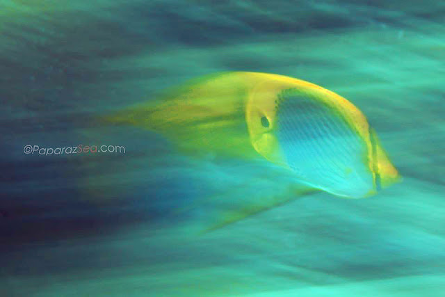 Scuba Diving, Underwater Photography, Learn Scuba, Learn Photography